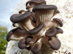 Expert advice on growing mushrooms Growing Gourmet Mushrooms at Home from Waste Coffee Grounds
