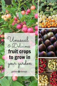 
                    
                        This is a great list of unusual fruit to grow - like ground cherries, pink blueberries, and cocktail kiwis! I generally look for unique edible plants to grow and purchase the standard fare items at the store or farmers market! #spon #gardening
                    
                