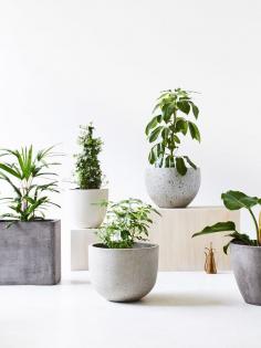 
                    
                        Plant pots from left to right. Styling – Nat Turnbull, Photo – Elise Wilken for The Design Files.
                    
                