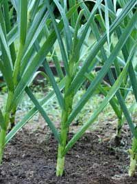 When and how to harvest and cure garlic