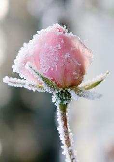 Frost pink flower. Beautiful!