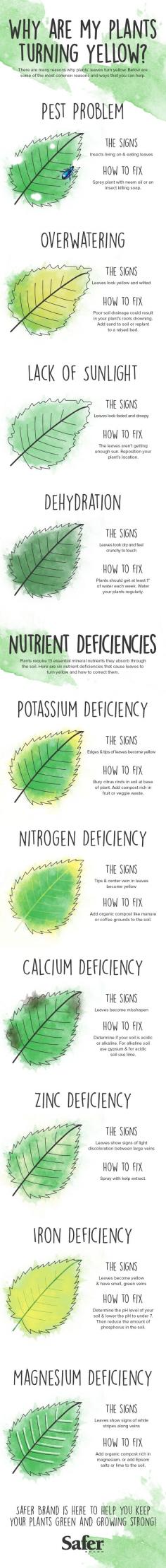 Why Are My Plants Turning Yellow? #Infographic #infografía