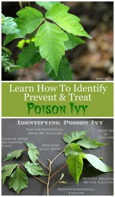 How to identify, avoid, prevent and treat poison ivy. Includes ways to help prevent getting a rash if you come in contact with poison ivy!  I need this!