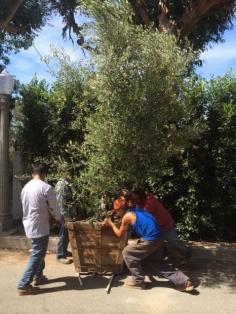 
                    
                        We are planting are olive trees today ..I have always wanted a olive tree… 5 August 2015
                    
                