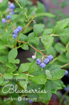 How to Grow Blueberries and a blueberry crisp recipe
