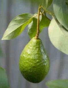 So cool - | Check out more awesome pictures of top rated fruit trees at yardpins.com | #fruittrees #trees #fruit #smallgardenideas #gardens #gardening #botany #horticulture #flowers #trees #plants