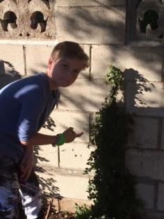 
                    
                        Planting Ivy on the wall ..28 July..15 .. #outdoors
                    
                