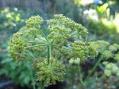 Growing Lovage in your vegetable garden from the article Perennial Herbs - Growing Sorrel and Lovage in your Herb Garden from growveg.com