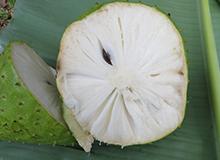 capetrib-soursop