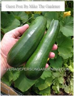 4 Tips On Growing Zucchini