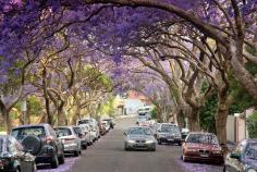 The jacaranda-lined McDougall St in Kirribilli, Sydney