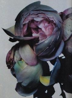 Roses by Nick Knight