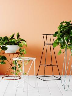 Wire plant stands from local start up IVY MUSE. Styling - Alana Langan, photo – Annette O’Brien on thedesignfiles.net