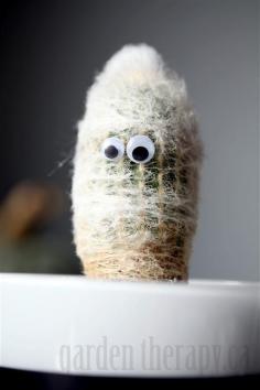 
                        
                            Mummy Cactus #eyebombing
                        
                    