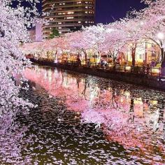 
                    
                        Cherry Blossoms in Tokyo
                    
                