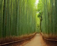 
                    
                        The Bamboo Forest at Arashiyama Park, located in Kyoto, Japan
                    
                
