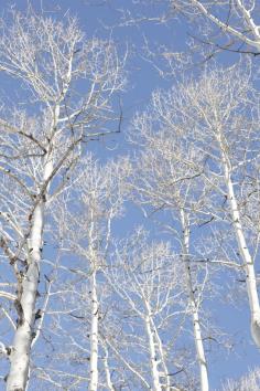 Snowy white trees.  Blue sky.  the unprocess.