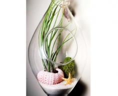 
                        
                            Hanging Air Plant Terrarium With Sea Urchin and Star by Plantzilla, $25.00
                        
                    