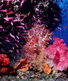 
                    
                        Great Barrier Reef, Australia
                    
                