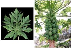 » Papaya Leaf (Paw Paw) Cancer Therapy