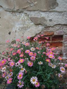 
                    
                        Old town walls, exposed bricks and flowers -  like it
                    
                