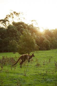 
                    
                        A western grey kangaroo bounds through the Kelly Hill Conservation Area on—where else?— Kangaroo Island.
                    
                