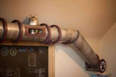 
                    
                        Cat tunnel for your house
                    
                