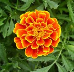 Speaking of vision, deep orange marigold petals are an excellent source of lutein and zeaxanthin, two phytochemicals associated with eye hea...