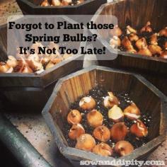 
                    
                        You can plant those spring bulbs in winter but do not delay! Try these methods now! #springbulbs
                    
                