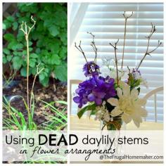 Using dried daylily stems as decor