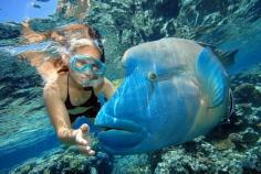 
                    
                        Snorkeling in the Great Barrier Reef near Cairns, Australia
                    
                