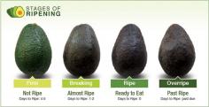 
                    
                        How to pick, store, and serve the perfect avocado.
                    
                