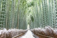 
                    
                        A Silent Winter Bamboo Path in Kyoto, Japan
                    
                