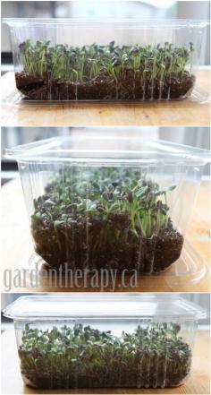 Sunflower Sprouts....a summer project.