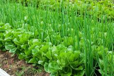 
                    
                        Companion planting is the secret, the lettuce and the onions complement each other on shape, flavor and allows to plant more food in raised beds.
                    
                