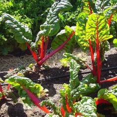 
                    
                        Growing Swiss Chard at Home
                    
                