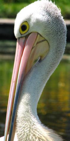 
                    
                        Australian Pelican
                    
                