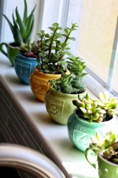 
                    
                        Winter ideas for succulents.  Dress up a window.
                    
                
