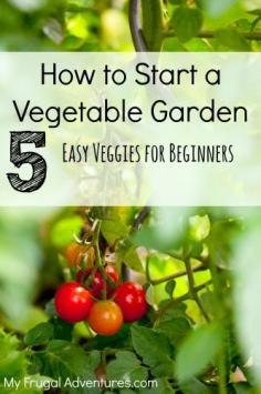 5 Easy To Grow Plants for Your First Vegetable Garden - My Frugal Adventures Green beans are an easy plant to grow in your first vegetable garden. The only hard part is knowing if the plants or seeds you have are a bush variety or are climbers. If they are bush beans, then you don’t need to do anything other than plant them a half an inch under the soil and water in well. If they are climbers, you will need to add a trellis or plant them up against a wall so that they can climb up. Green beans start to produce on average 45 days after you plant them.  Cucumbers or zucchini are also very easy vegetables to grow. When planting the seed, make sure it is buried at least 3x the diameter of the seed. Since these tend to be large seeds, make a hole half an inch down and cover it up. In a week the plant will be about an inch high already! If transplanting, make the hole the size of the root ball and gently tease out the roots and place it in the hole then water it in well. These plants can get quite large so plant 12 inches apart. It should start to set out fruit after 30 days and you can be eating cucumbers and zucchini in as little as 60 days.  Tomatoes are another plant that are not too difficult to grow. There are so many varieties to choose from and selecting what you want to grow might be the hardest part! The key to tomatoes is to remember they will not set fruit if the daytime temperatures get over 90 degrees. If you are in the Southwest, plant tomatoes in February and after Mother’s Day in most areas of the Midwest and Northern states. Make sure that the tomatoes are not on the ground as too many insects and critters will eat them before you do! You can harvest the tomatoes when they are still green or you cut some of the vine with it and allow them to continue to ripen on the vine in your kitchen.   (technically tomatoes are fruit but in cooking they are usually used as a savory ingredient so we included them as a veggie for the purposes of this post.)  Both spinach and leaf lettuce are also quite easy to grow for the beginning gardener. You can mix the seed and spread the mixture over an area and cut the baby leaves after they are a couple inches tall. This successive sowing will keep new leaves growing each week and allows you to have fresh greens until the weather gets too warm!