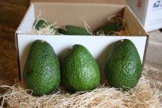 Avocados by Mail! California Avocados Direct Delivers fresh avocado from our family farm http://www.californiaavocadosdirect.com