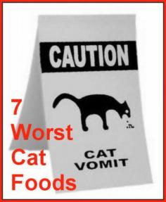 Chances are you are feeding your cat junk food.  I'm sure it's not  intentional.  Maybe you don't know that the dry foods with the fish  shapes and bright colors are like cocaine to your cat.  A few bites of  his cat kibble will make his blood sugar jump sky high, because he does  not have the enzymes necessary to digest starch.  It's BAD for him, and it causes all kinds of illnesses, long term.