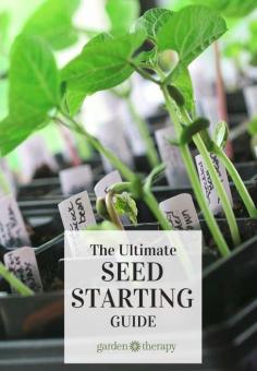 
                    
                        Seeds, soil recipe, light, seed-starting containers, DIY grow lights, indoor and outdoor seed starting - it's all here and more!
                    
                