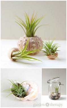 
                    
                        Air plants look wonderful displayed in sea shells!! Add them to terrariums or on their own. Assembly and care instructions for air plants in seashells.
                    
                
