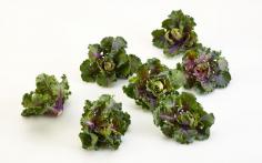 
                    
                        Brusselkale is the Most Super of All the Superfoods #healthy trendhunter.com
                    
                
