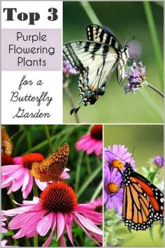 Top 3 purple flowers for DIY Butterfly Gardens!
