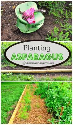 
                    
                        How to Plant Asparagus
                    
                