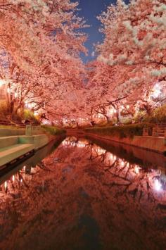 
                    
                        Cherry Blossom Path at Night, Japan
                    
                