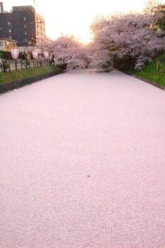 
                    
                        Cherry Blossom Petals' Pink Pond in Japan
                    
                