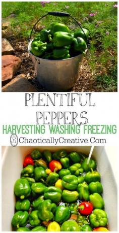 
                    
                        Plentiful Peppers  HARVESTING WASHING AND FREEZING- Chaotically Creative
                    
                