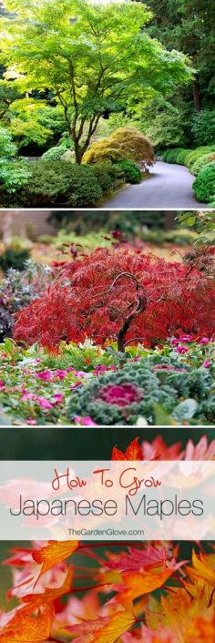 How to Grow Japanese Maples •  Tips & Ideas! Dang it....I can't grow this in my front yard because I get afternoon sun which is not healthy for them. In the back it will have to go.